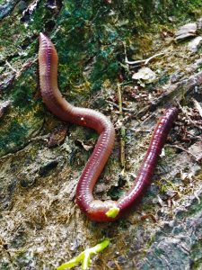 Lob Worm (Lumbricus terrestris) © Emma Sherlock