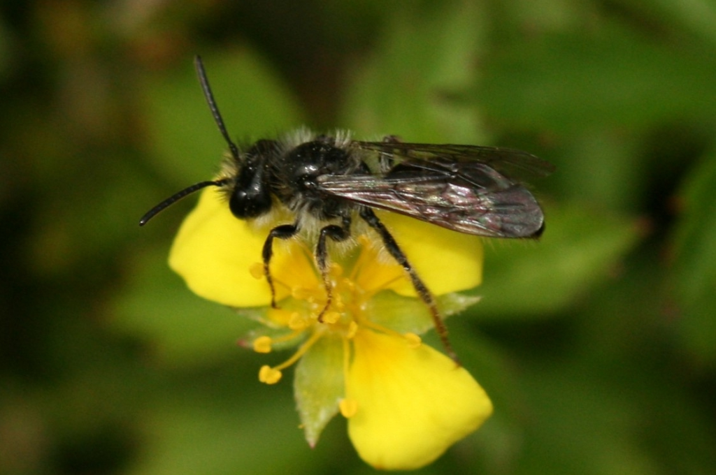 Scottish Water solar project: wildflowers and rare bees bloom beside 576 panels